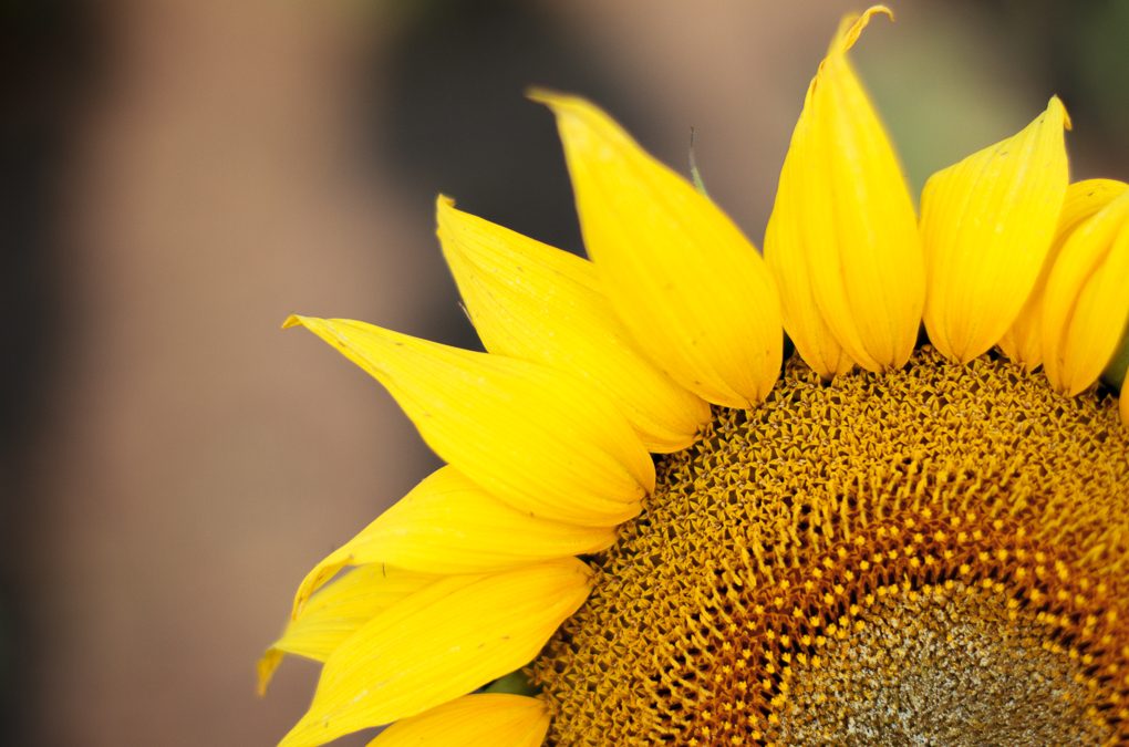Sunflower Country – Quirindi & Surrounds