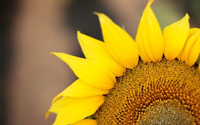 Sunflower Country – Quirindi & Surrounds