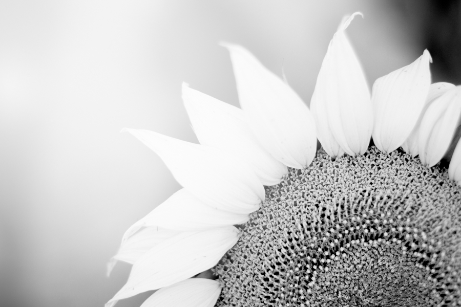 Sunflower Country Quirindi & Surrounds
