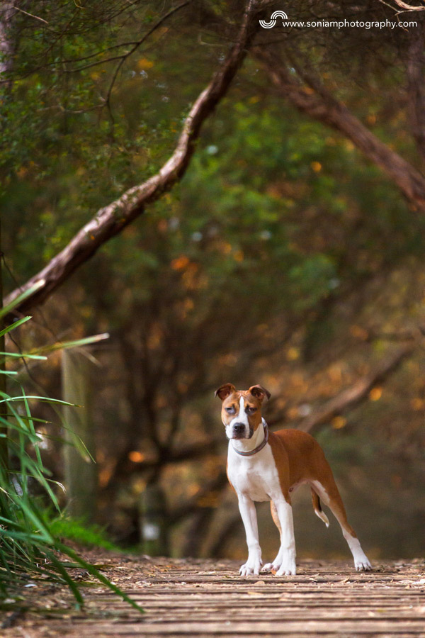 Archer-American-Staffy-Cross-1