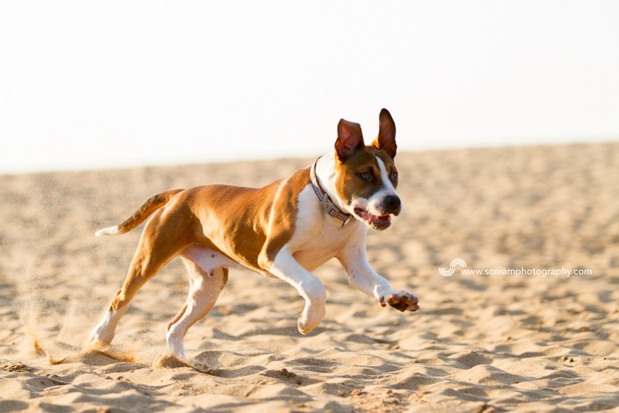 Archer-American-Staffy-Cross-10