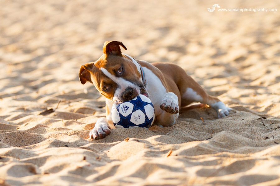 Archer-American-Staffy-Cross-11