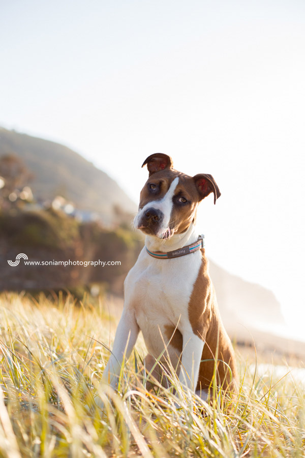 Archer-American-Staffy-Cross-12