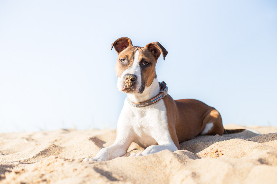 Archer-American-Staffy-Cross-15