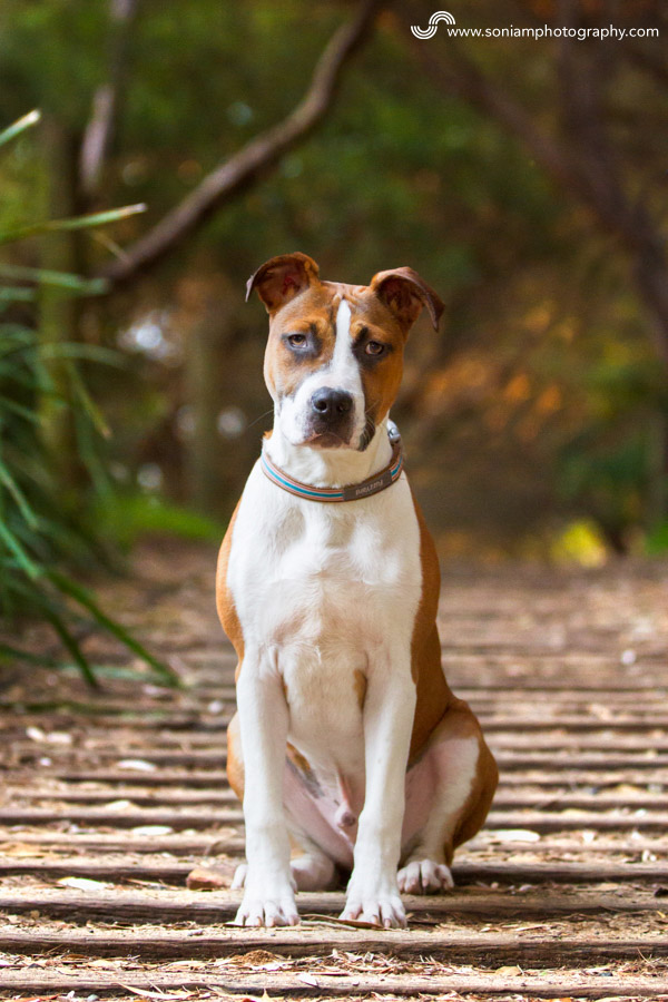 Archer-American-Staffy-Cross-3