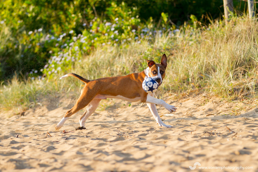 Archer-American-Staffy-Cross-5