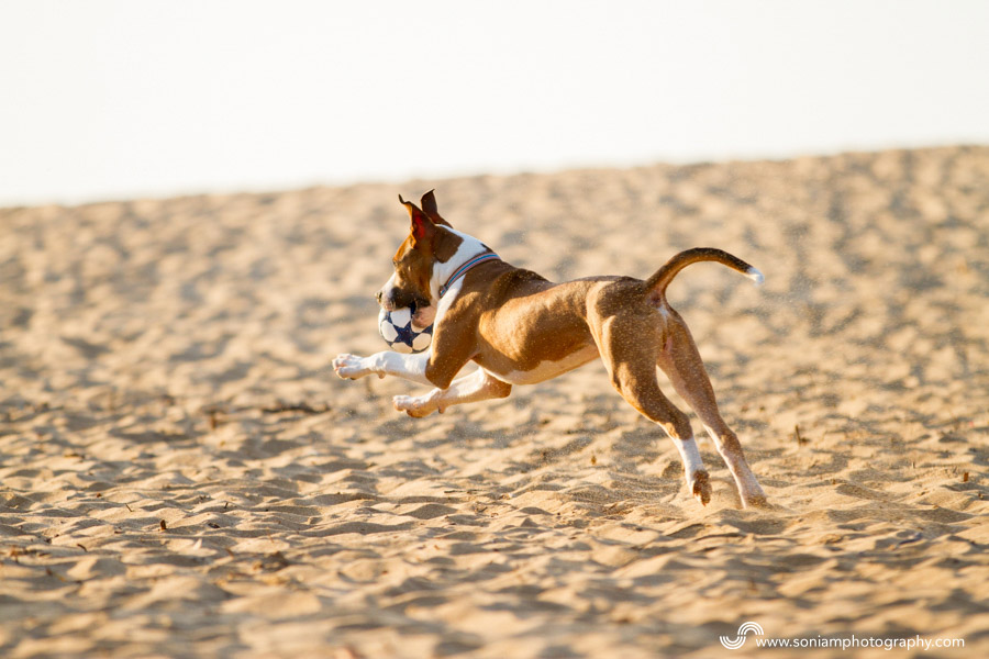 Archer-American-Staffy-Cross-7