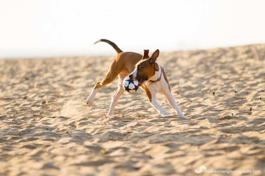 Archer-American-Staffy-Cross-8