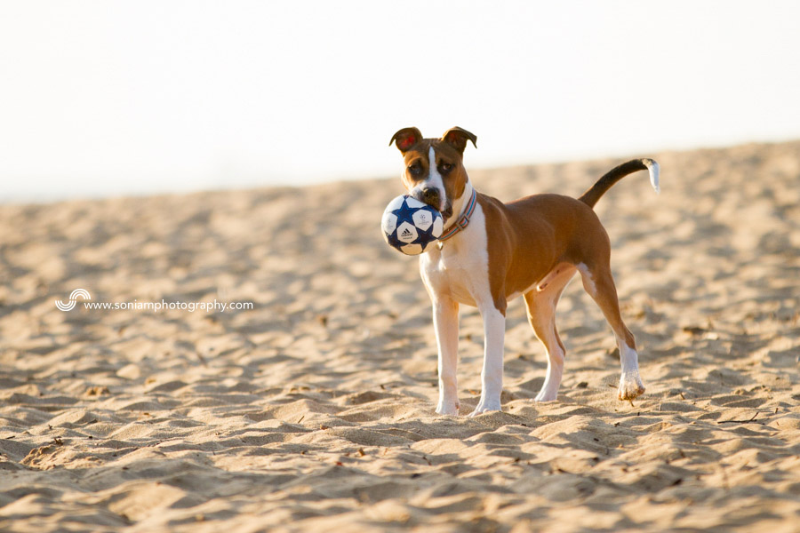 Archer-American-Staffy-Cross-9