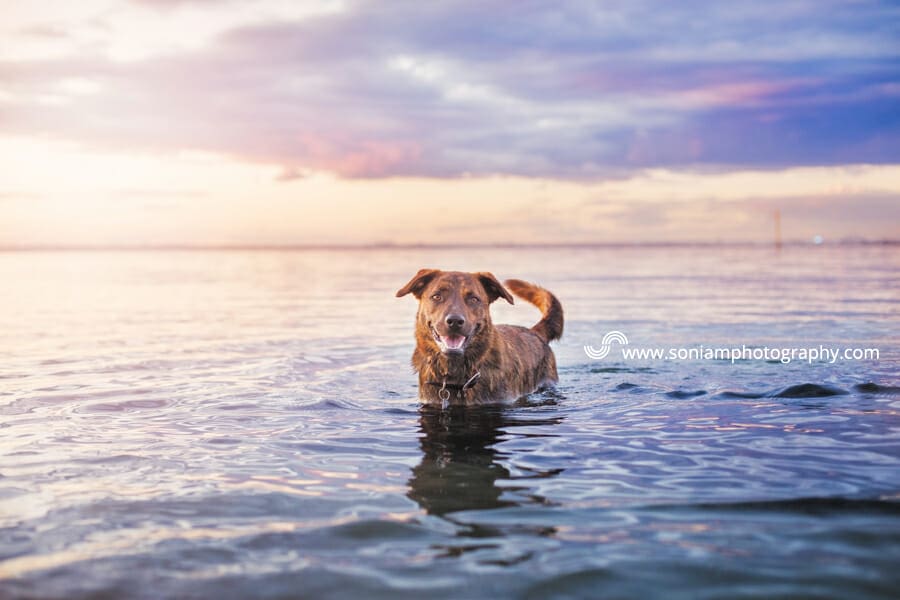 Noah – Pet Photography Sutherland Shire