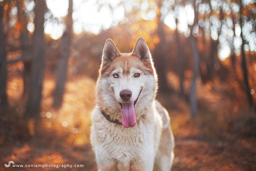 Arctic Breed Rescue Dogs 2016 - soniamphotography.com