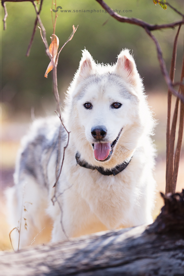 pet-photographer-husky-1