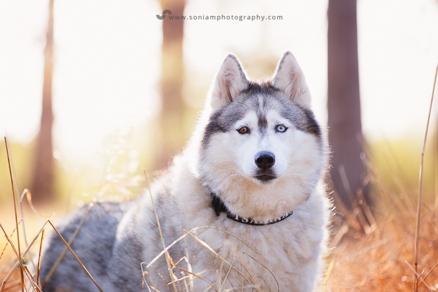 pet-photographer-husky-10