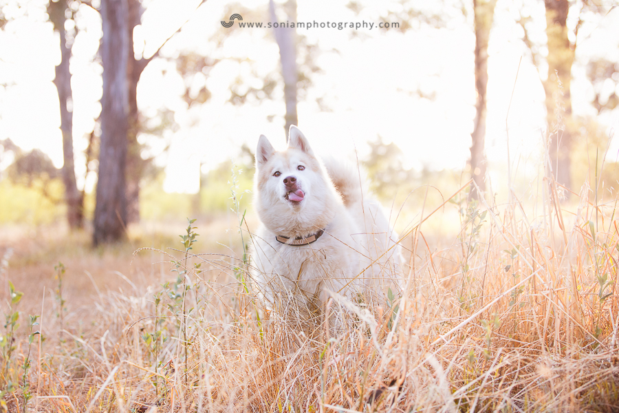 pet-photographer-husky-12