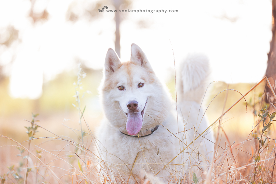 pet-photographer-husky-13