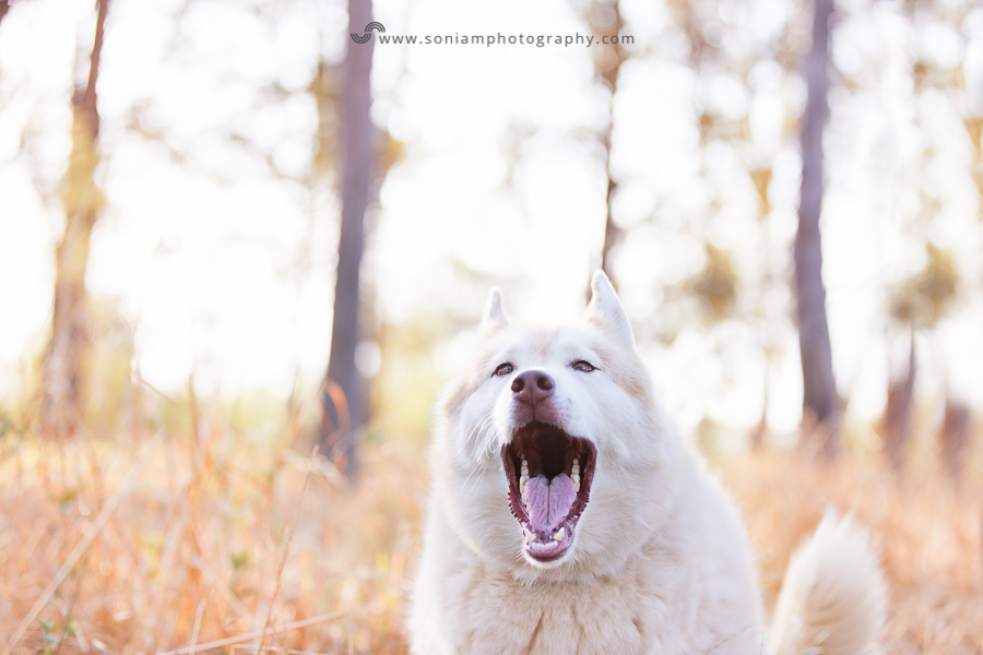 pet-photographer-husky-14