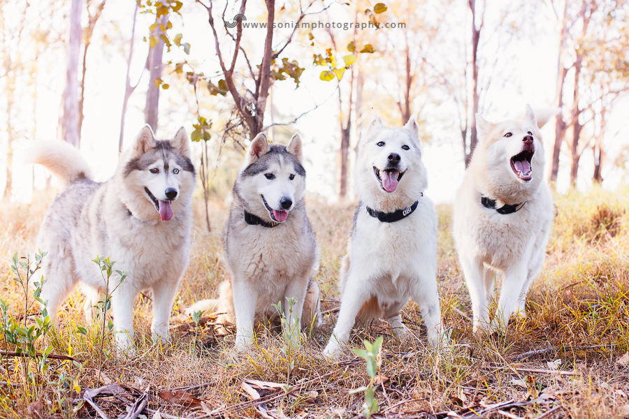 pet-photographer-husky-16