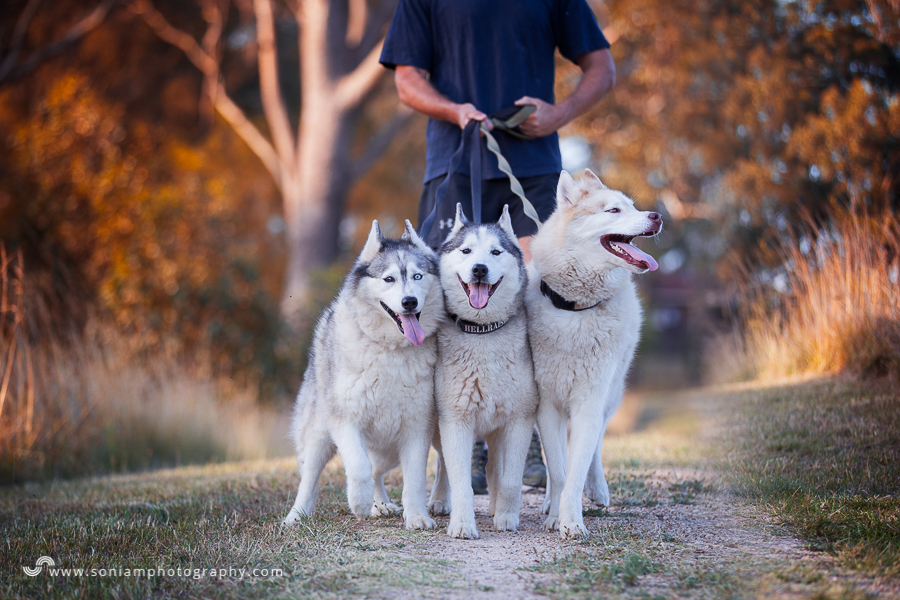 pet-photographer-husky-17