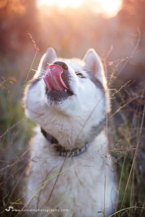 pet-photographer-husky-19