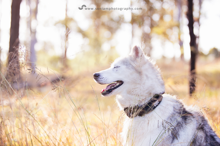 pet-photographer-husky-2