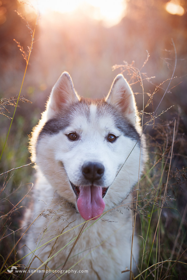 pet-photographer-husky-20