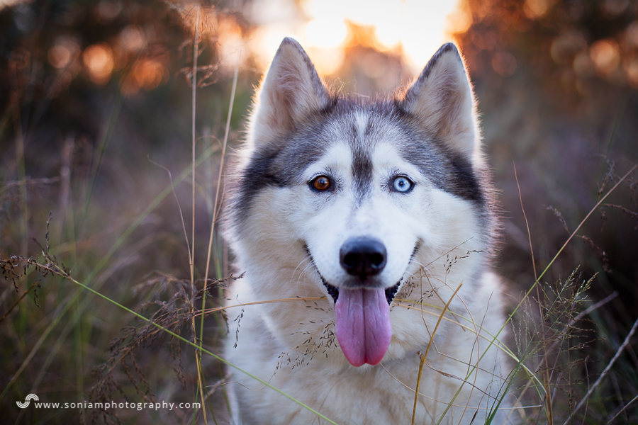 pet-photographer-husky-21