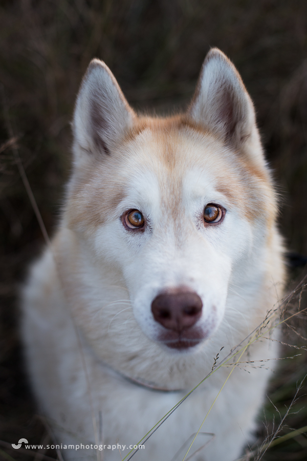 pet-photographer-husky-22