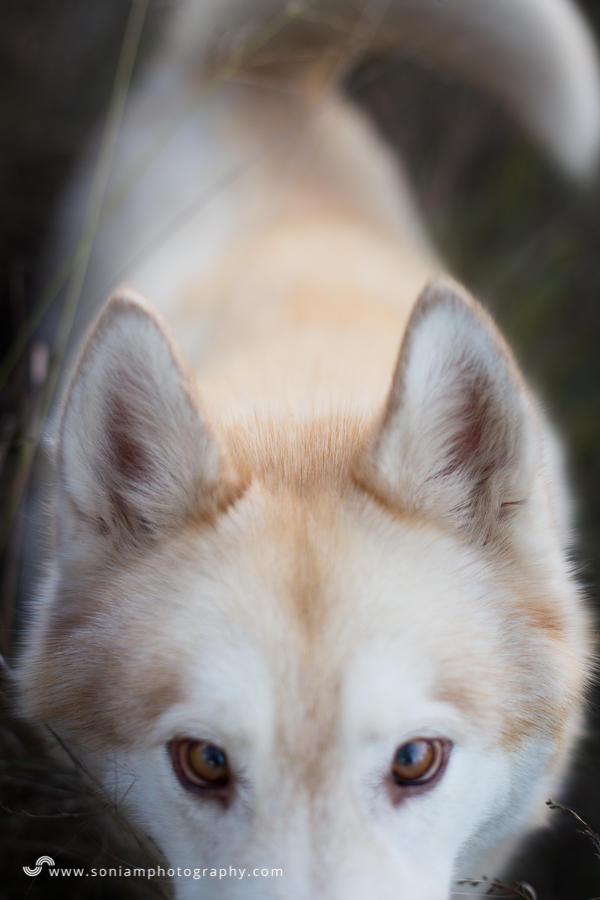 pet-photographer-husky-23