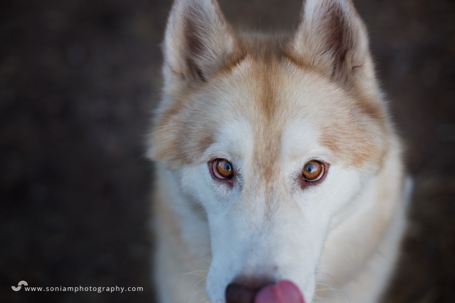 pet-photographer-husky-25