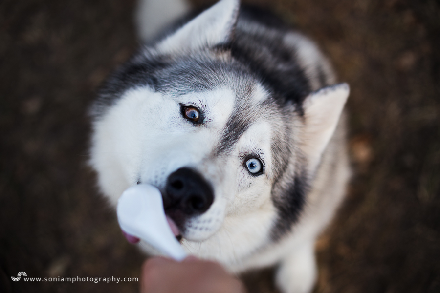 pet-photographer-husky-26