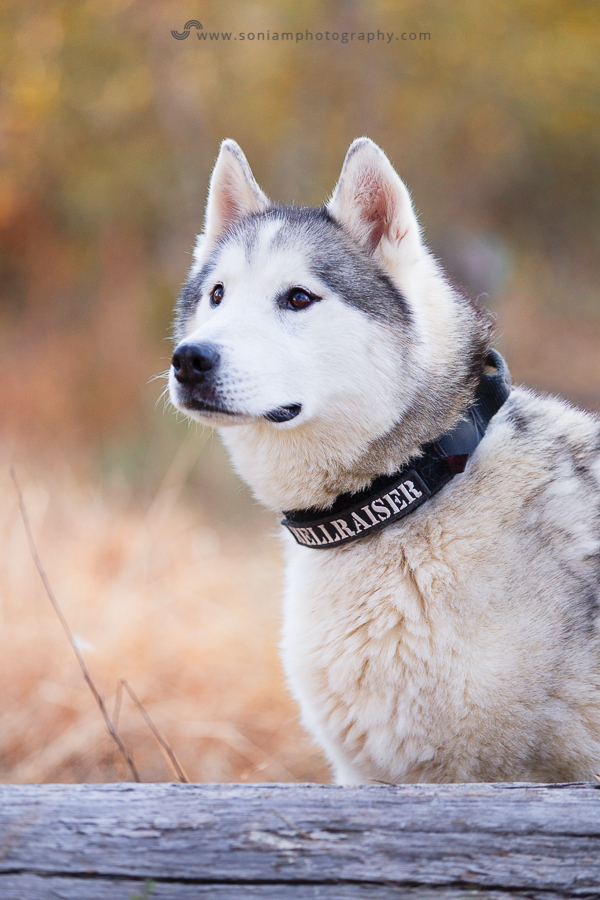 pet-photographer-husky-3