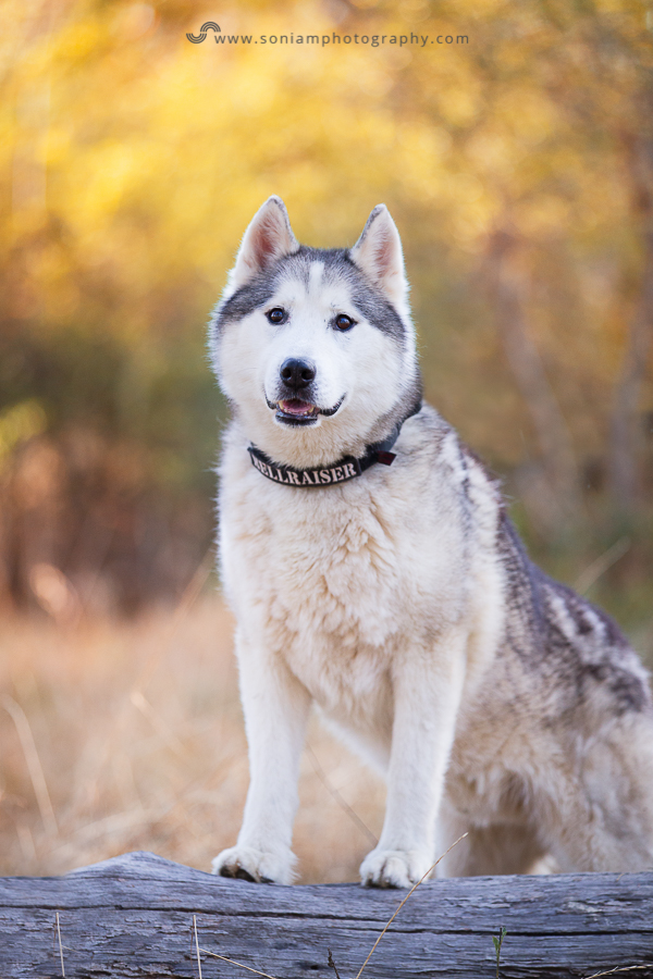 pet-photographer-husky-4