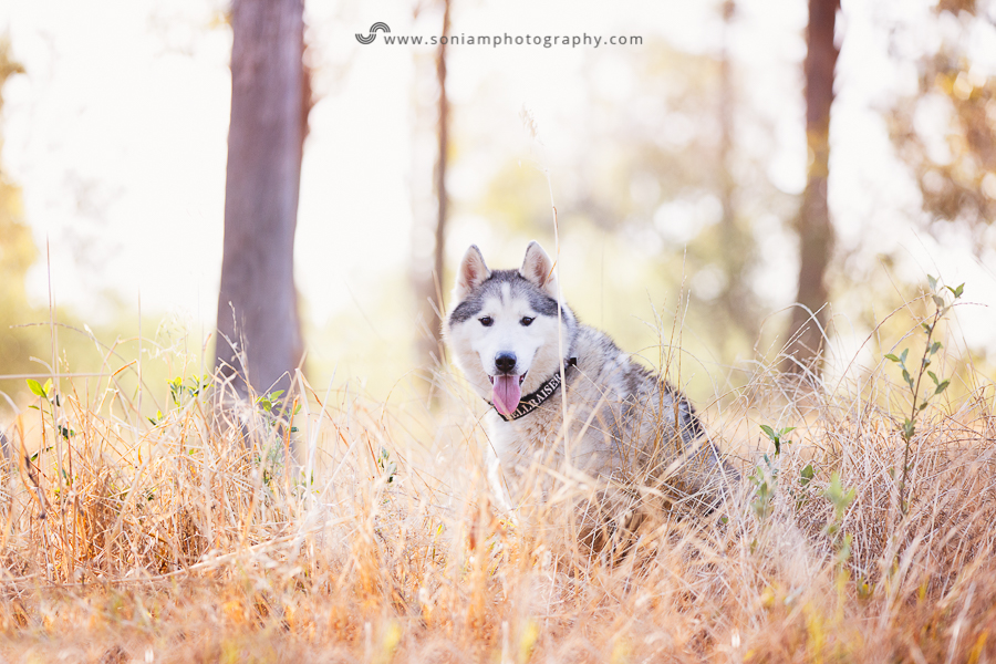pet-photographer-husky-5