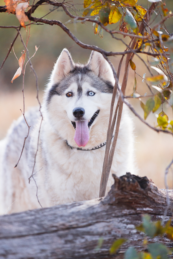 pet-photographer-husky-7