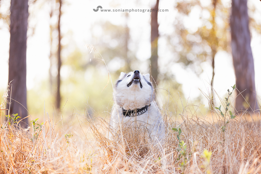 pet-photographer-husky-8