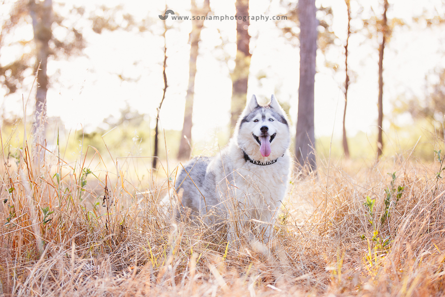 pet-photographer-husky-9