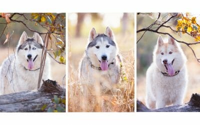 Obi, Hell Raiser, Tsarina & Raiko the Huskies