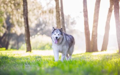 Missy & Jojo – Dog Photographer Sydney