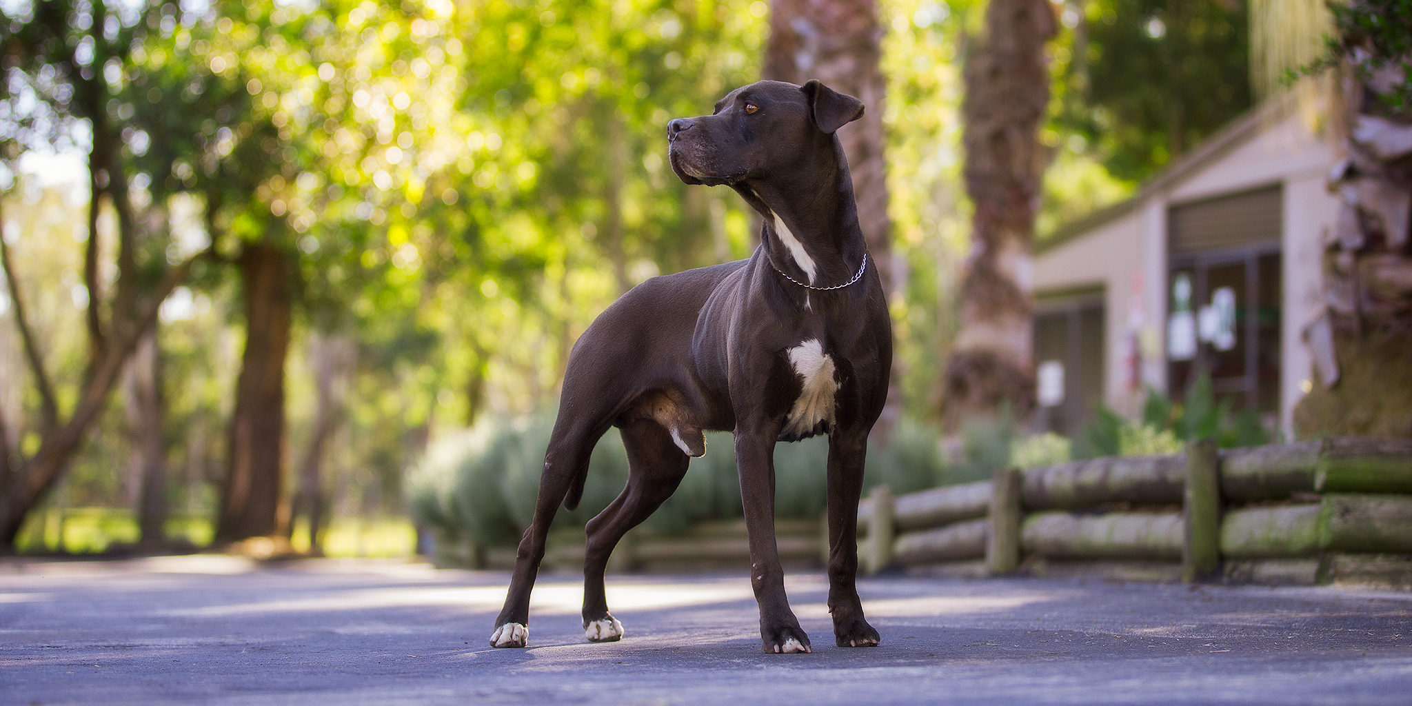 Adopt Me – Dog Rescue Photographer Sydney