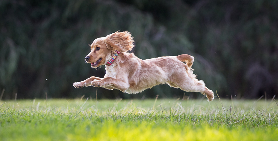 Celebrating Benny – Sutherland Shire Pet Photographer