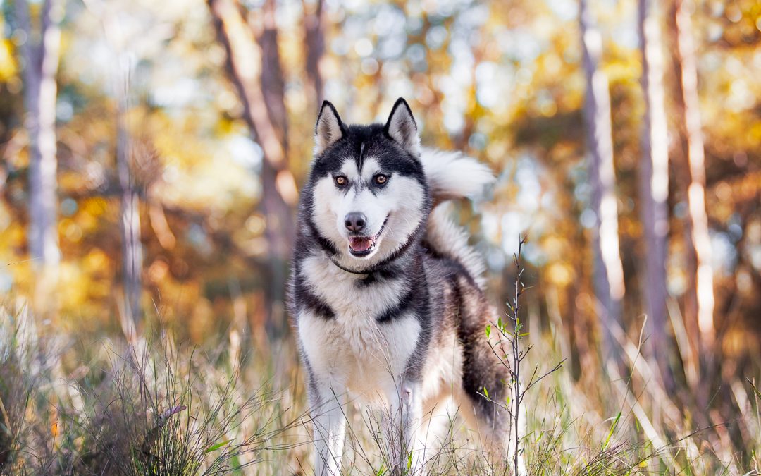 huskies for rescue near me