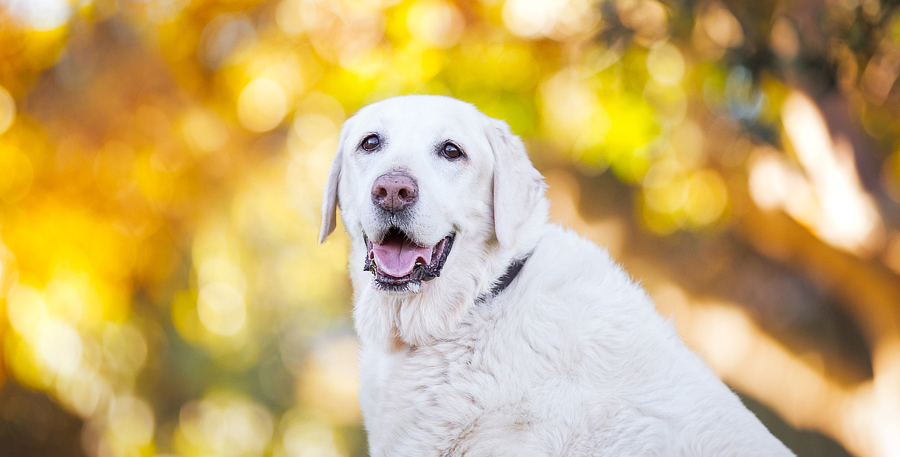 Sao The Labrador Retriever – Sydney Pet Photographer