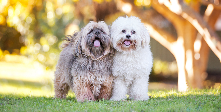 Ritzy & VoVo – Sydney Pet Photographer