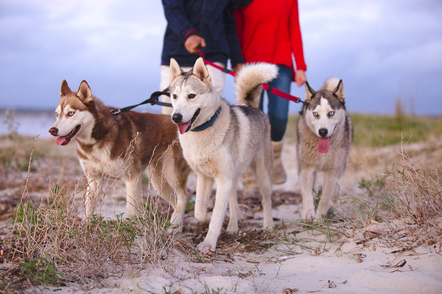 Niam, Indy & Sky – Sutherland Shire Pet Photographer