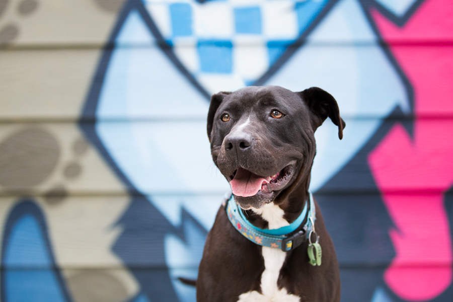 Adopt Me – Pet Rescue Photographer Sydney