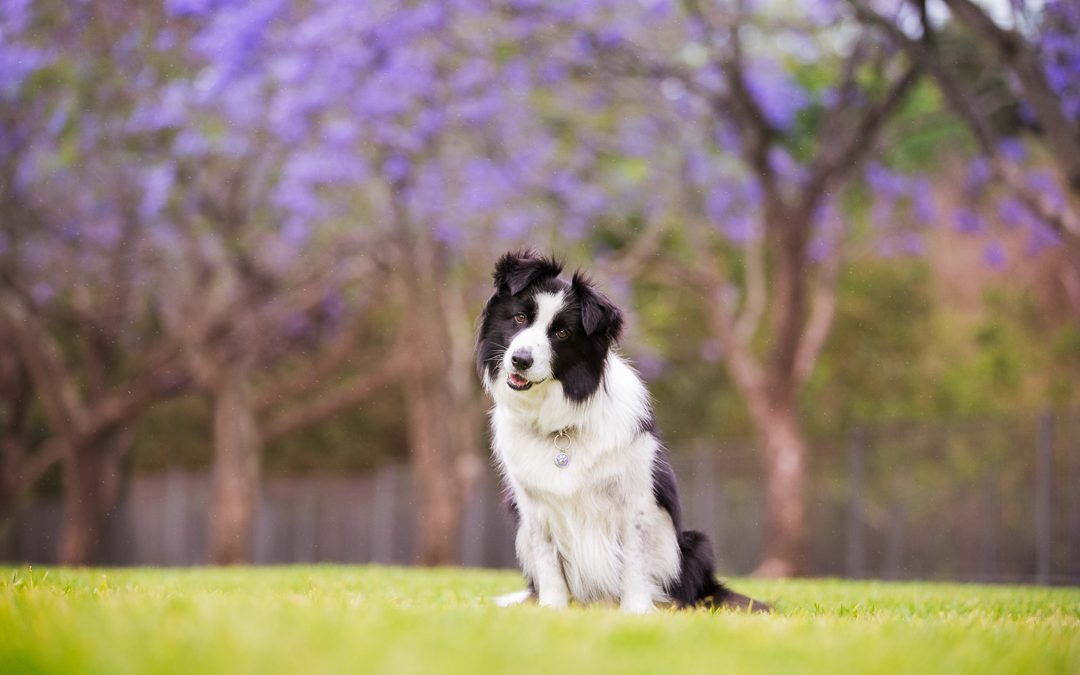 Kadie – Sutherland Shire Pet Photography