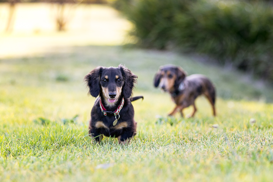 Apple & Olive – Sydney Pet Photography