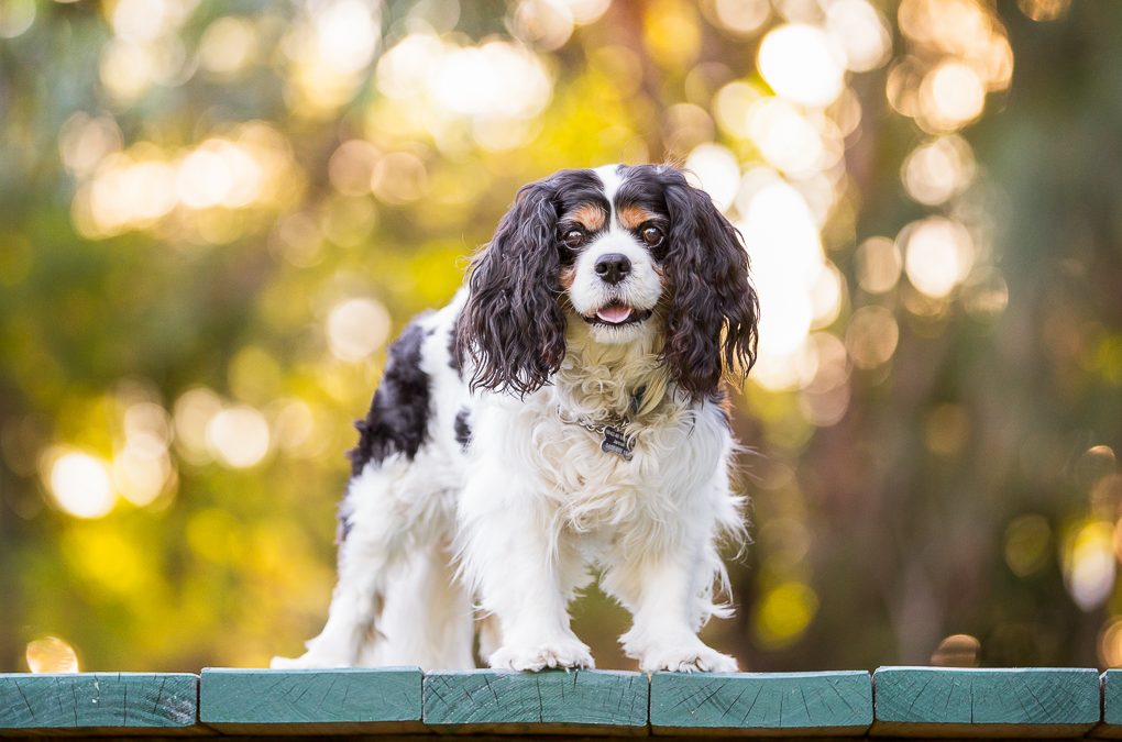 Fonzi – Sutherland Shire Dog Photographer