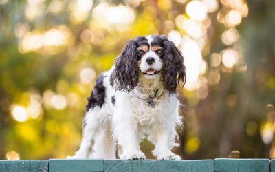 Fonzi – Sutherland Shire Dog Photographer