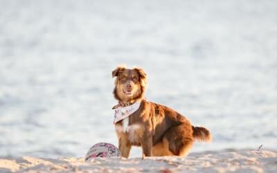 Sunny – Beach Dog Photography